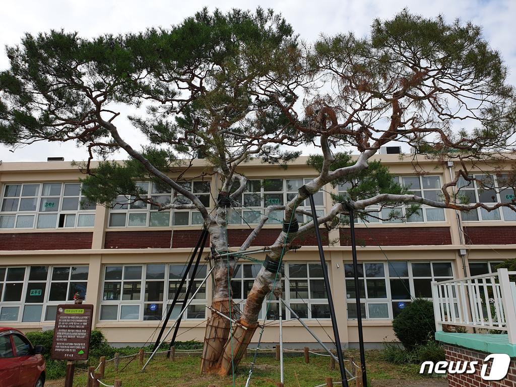 본문 이미지 - 이병철 삼성 회장과 구인회 LG회장이 1922년 지수초등학교에 심은 '부자 소나무'(진주시 제공)ⓒ 뉴스1