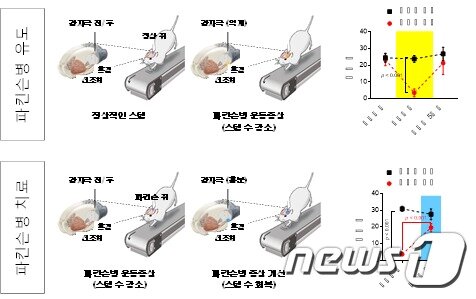 본문 이미지 - 광유전학방법을 도파민 신경세포에 적용한 파킨슨병 유도 및 치료(IBS 제공)ⓒ 뉴스1