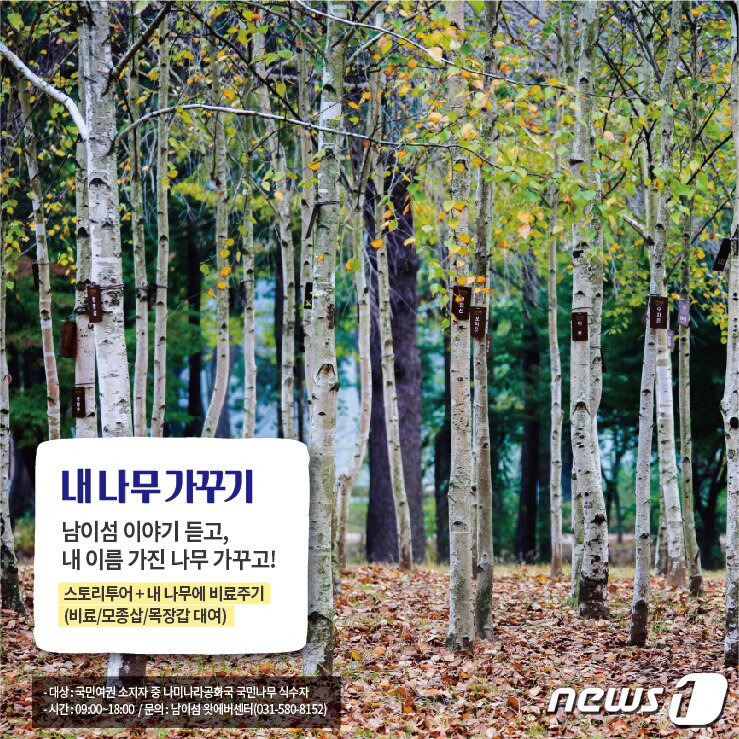 본문 이미지 - 남이섬 내 나무 가꾸기 ⓒ 뉴스1