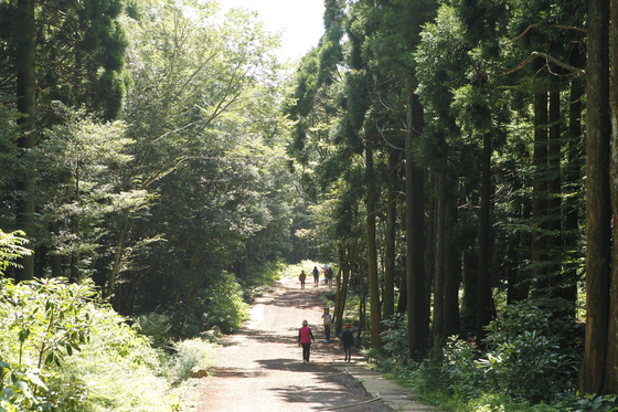 서귀포치유의숲의 가멍오멍숲길 모습. 이하 한국관광공사 제공