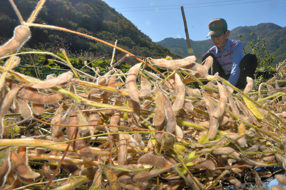 정부 콩 수매 감축에 비상…경북, 농가 판로 확보 나서