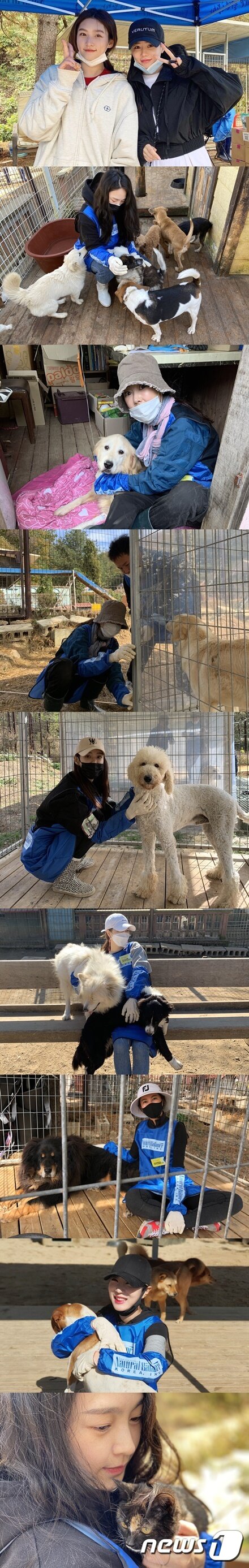 본문 이미지 - 내추럴발란스는 25일 경기도 한 사설보호소에서 연예인, 수의사, 반려동물 업체 등으로 구성된 블루엔젤봉사단 봉사활동을 진행했다. 사진 블루엔젤봉사단 제공 ⓒ 뉴스1