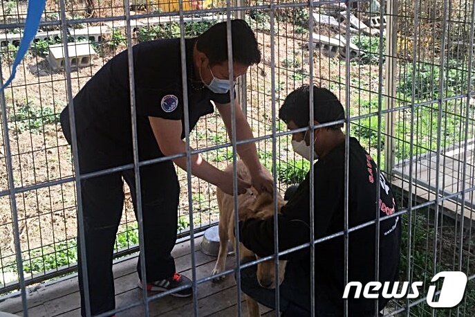 본문 이미지 - 김재영 국경없는수의사회 대표는 25일 경기 용인시의 한 사설 동물보호소에서 의료 봉사를 진행했다. 사진 국경없는수의사회 제공 ⓒ 뉴스1