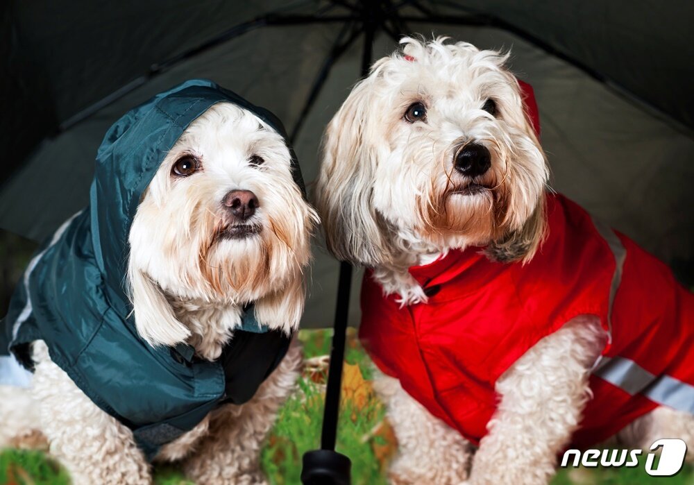 본문 이미지 - 비옷 입은 강아지들. 사진 이미지투데이 ⓒ 뉴스1