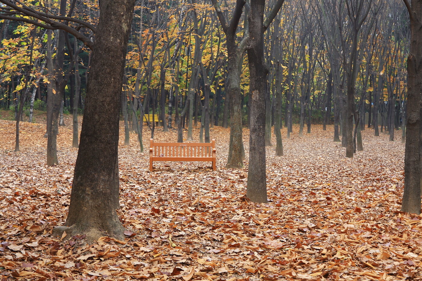 본문 이미지 - 칠엽수 숲에 단풍이 한창이다.