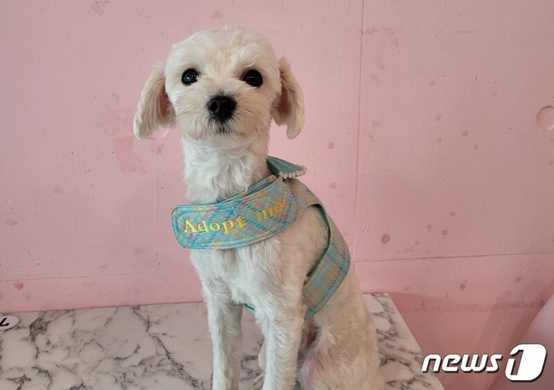 본문 이미지 - 서울유기동물입양센터 다시사랑받개에서 보호 중인 강아지 ⓒ 뉴스1