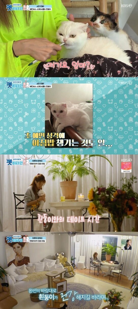 본문 이미지 - KBS 2TV '펫 비타민' 방송 화면 캡처 ⓒ 뉴스1