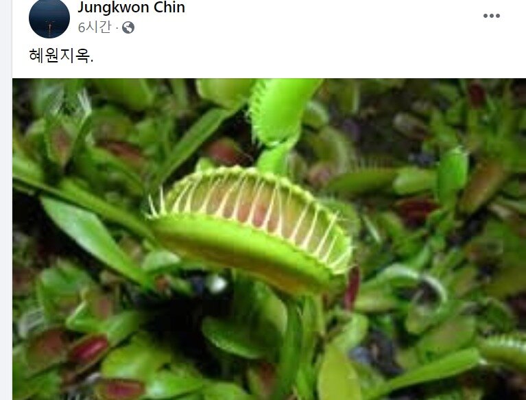 본문 이미지 - 진중권 전 동양대 교수가 진혜원 서울 동부지검 부부장 검사를 비꼬는 의미에서 파리지옥풀을 '혜원지옥'이라며 자신의 페이스북에 소개했다. (페이스북 갈무리) ⓒ 뉴스1