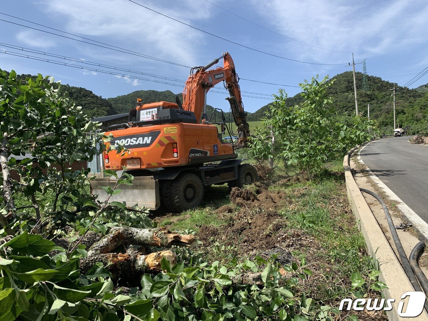 본문 이미지 - 지난 6월1일 충북 충주시 산척면 과수화상병 발생 농가 과원에서 매몰 처리가 징행되고 있다.2020.6.1/ⓒ 뉴스1
