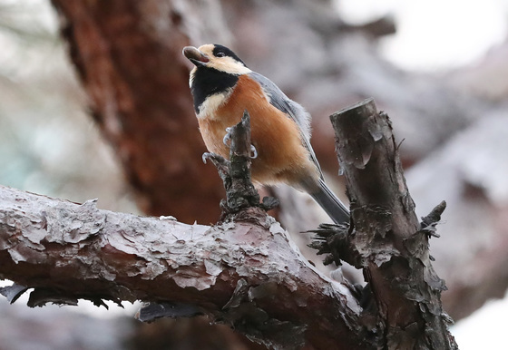 [오늘의 날씨] 대전·충남(8일, 월)…서해중부해상 강한 바람