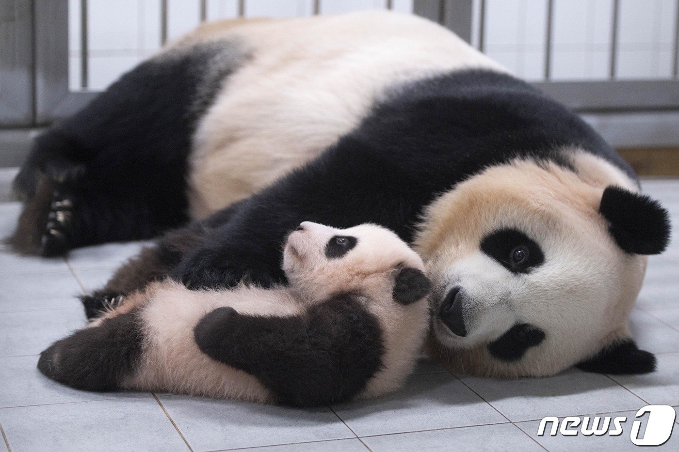 본문 이미지 - 아기 판다 '푸바오'가  경기도 용인시 에버랜드에서 공개되고 있다. 'ⓒ News1 김평석 기자