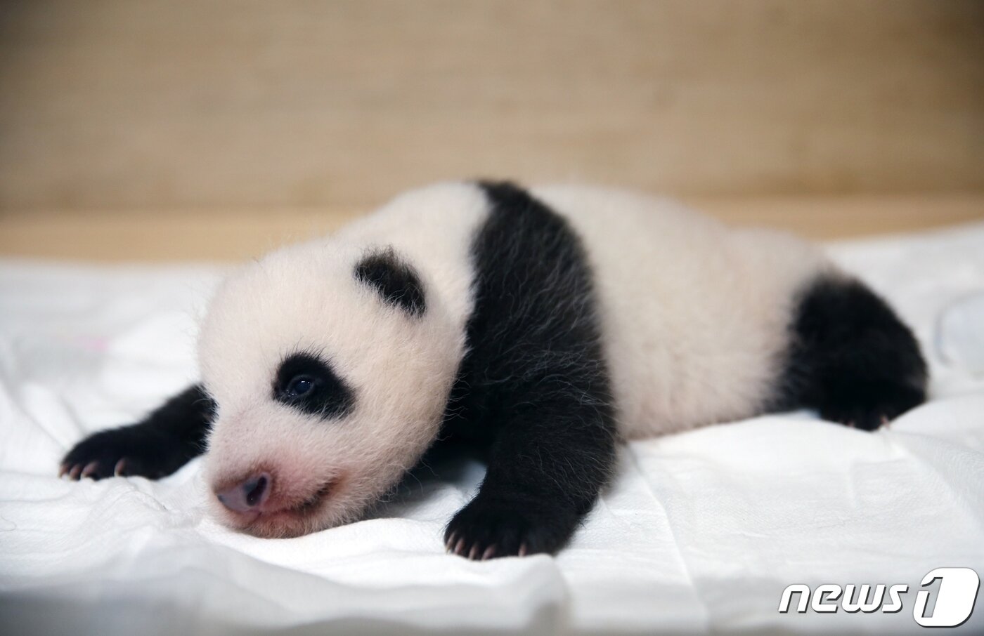 본문 이미지 -  2020년 7월20일 '국내 최초'로 자연 번식으로 태어난 판다 푸바오(삼성물산 제공) 