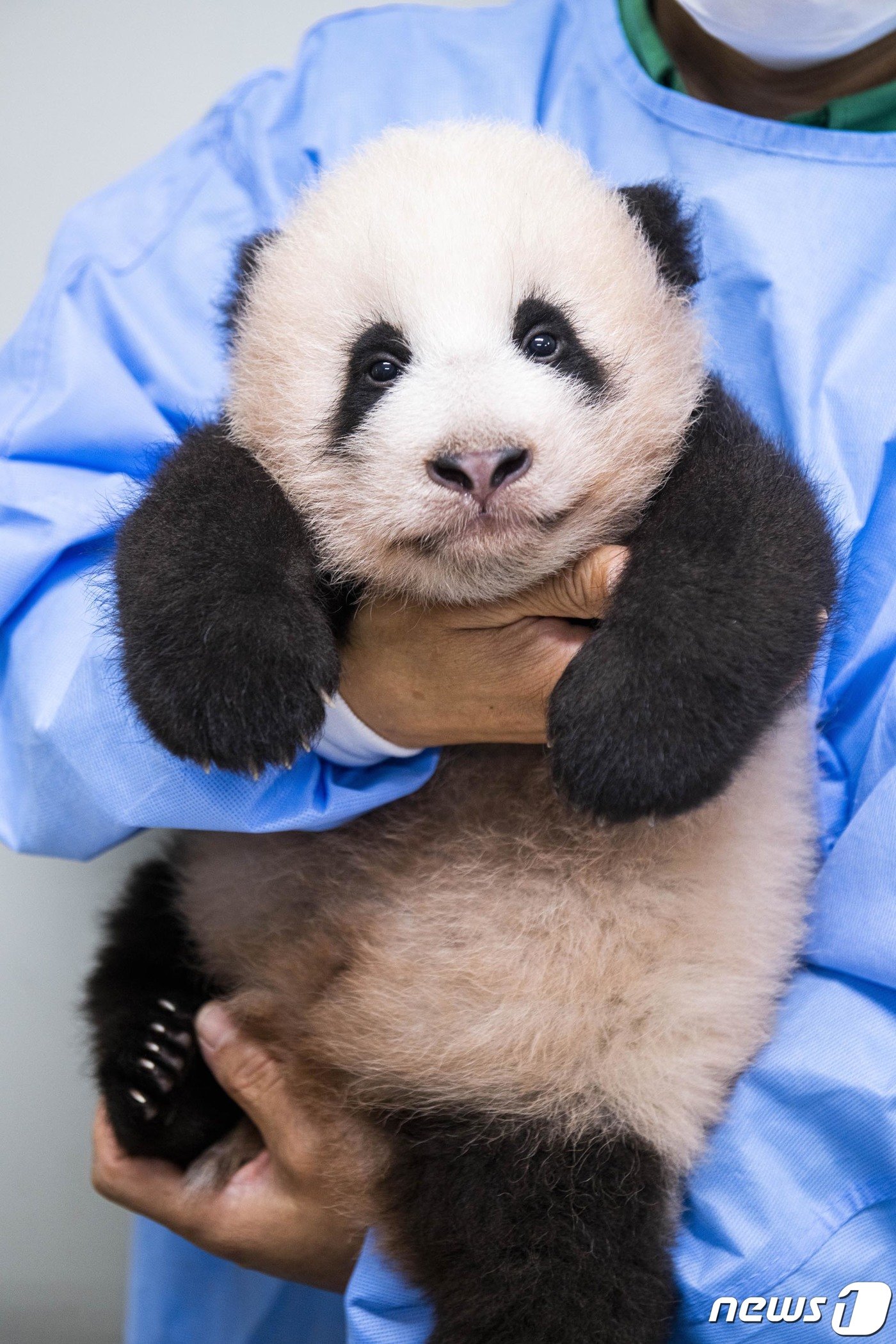 본문 이미지 - 아기 판다 '푸바오'가 경기도 용인시 에버랜드에서 공개되고 있다. 'ⓒ News1 김평석 기자