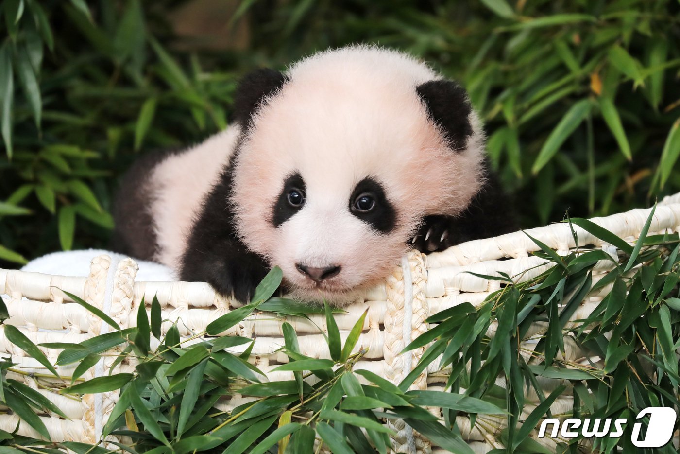 본문 이미지 - 생후 107일이 된 아기 판다 '푸바오'가 4일 오전 경기도 용인시 에버랜드에서 공개되고 있다. '행복을 주는 보물'이라는 의미를 가진 푸바오는 에버랜드 홈페이지와 공식 SNS 등 온·오프라인 투표를 통해 선정된 이름이다. 2020.11.4/뉴스1 ⓒ News1 조태형 기자