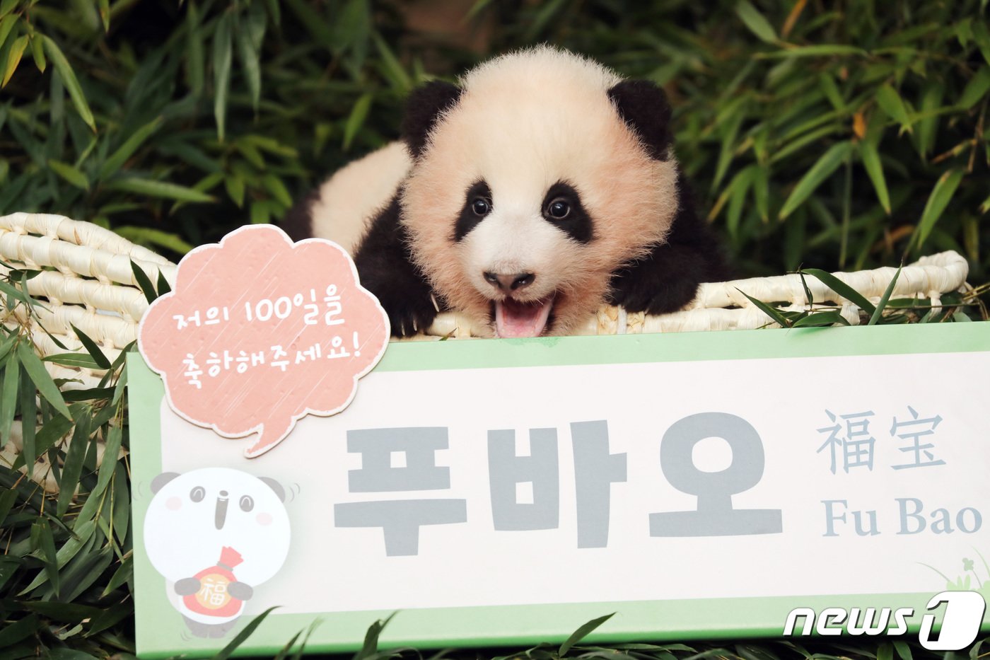 본문 이미지 - 생후 107일이 된 아기 판다 '푸바오'가 4일 오전 경기도 용인시 에버랜드에서 공개되고 있다. '행복을 주는 보물'이라는 의미를 가진 푸바오는 에버랜드 홈페이지와 공식 SNS 등 온·오프라인 투표를 통해 선정된 이름이다. 2020.11.4/뉴스1 ⓒ News1 조태형 기자