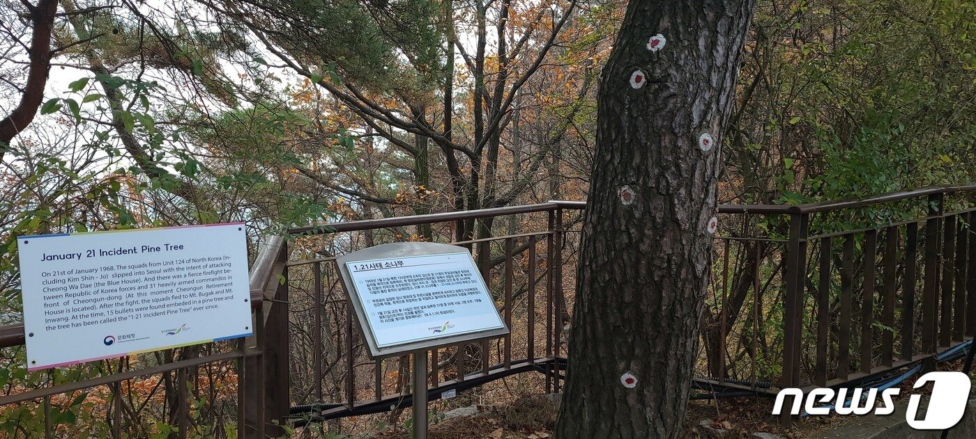 본문 이미지 - '1·21 사태' 소나무.ⓒ 뉴스1 이기림 기자