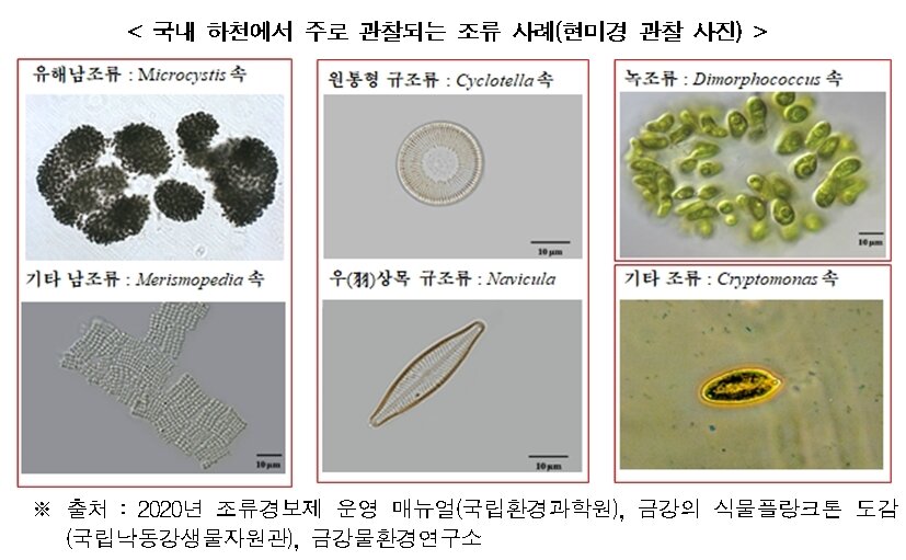 본문 이미지 - 국내 하천에서 주로 관찰되는 조류 사례(현미경 관찰 사진) ⓒ 뉴스1