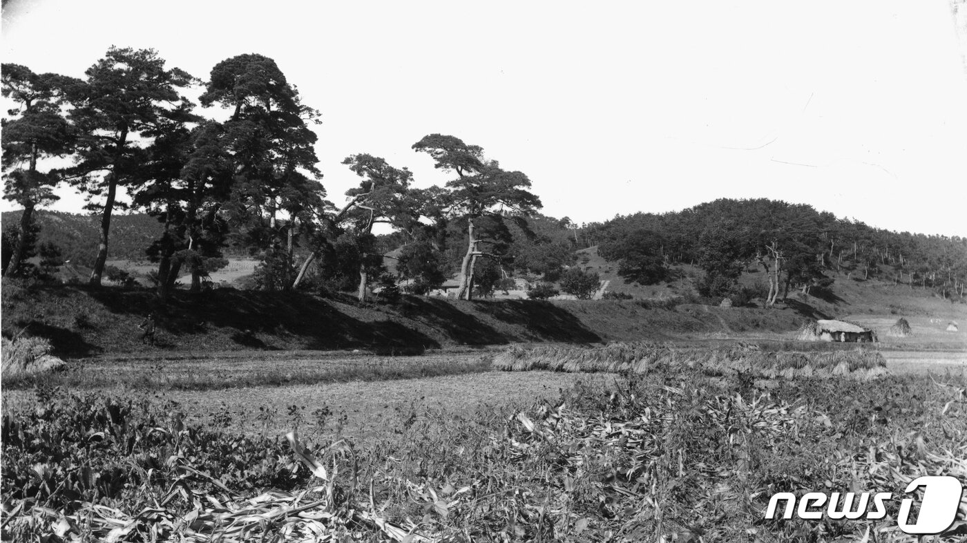 본문 이미지 - 고려 때 현재의 신의주지역부터 함경남도 동해안까지 이어 쌓은 천리장성(고려장성)중 의주 인근의 토성 모습. 일제강점기 때 촬영된 사진이다. (국립중앙박물관 제공) 2020.12.12.ⓒ 뉴스1