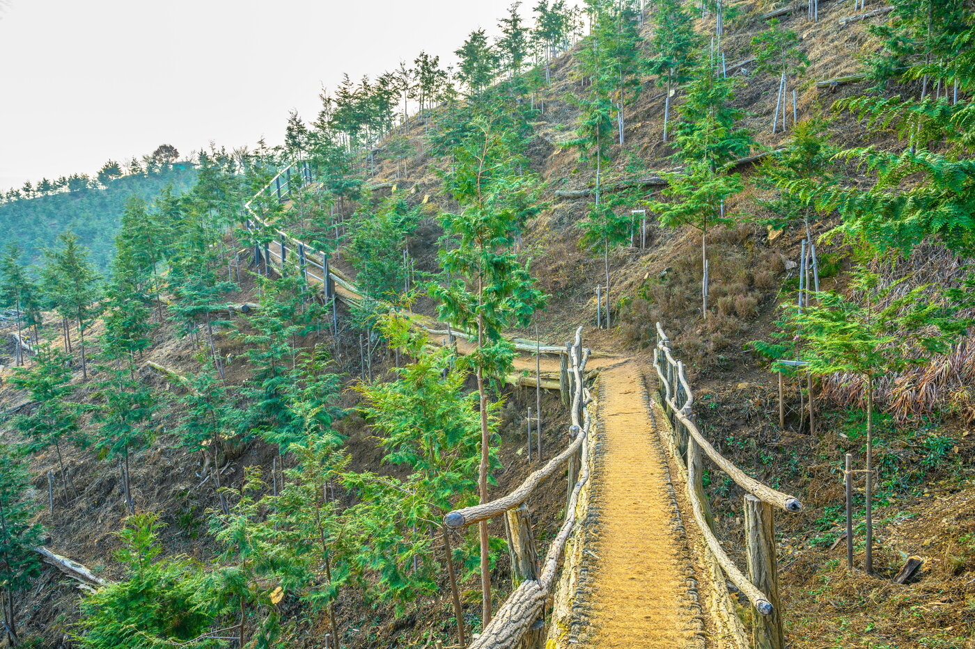 본문 이미지 - 봉산 편백나무숲의 편백 사이로 난 산책로. 길은 좁지만 편백 사이를 요리조리 거닐며 산책할 수 있다