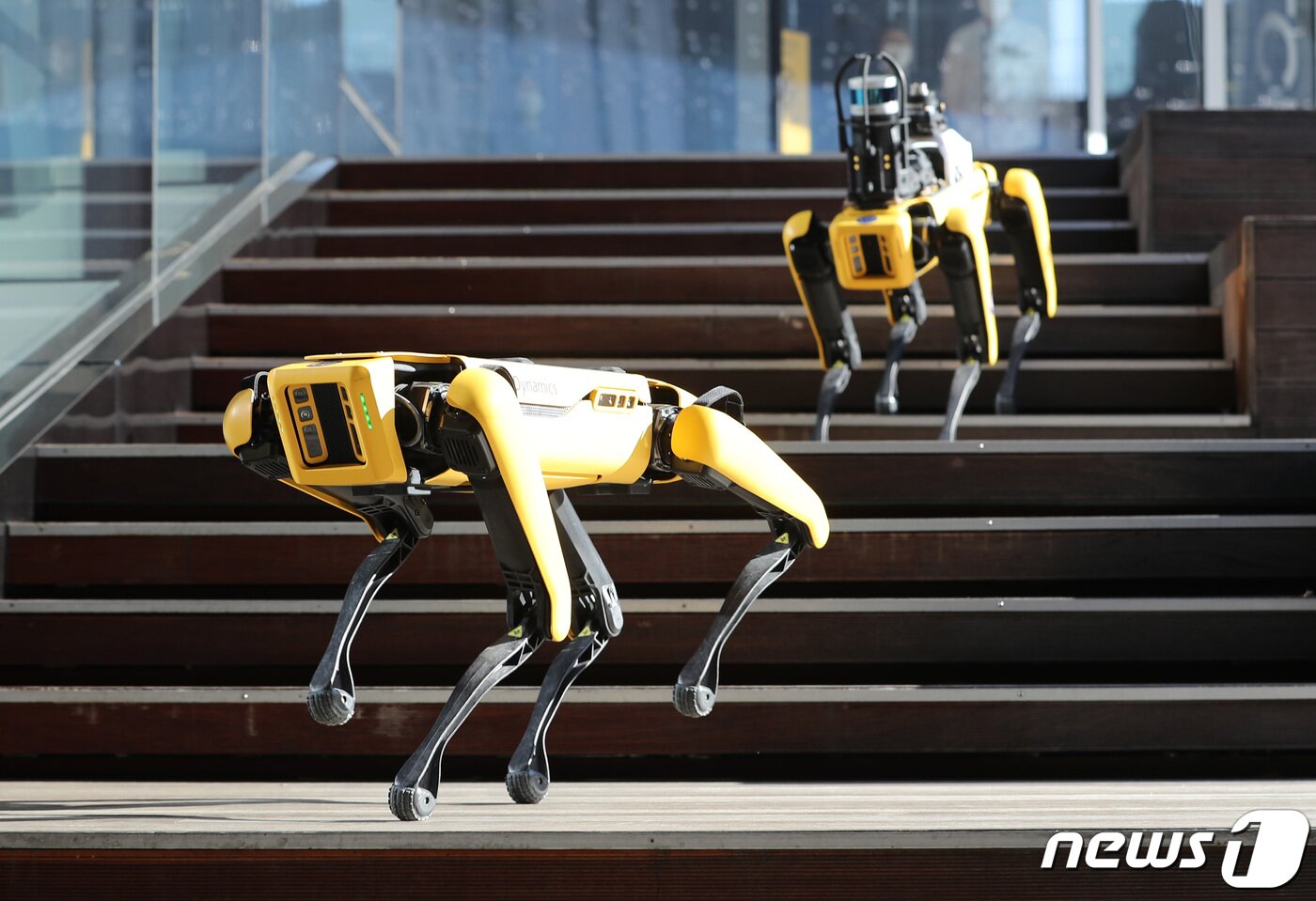 본문 이미지 - 현대자동차그룹이 ‘로봇개’로 유명한 미국의 세계적인 로봇 제조 기업 ‘보스턴 다이내믹스’ 인수를 결정했다. 지난 16일 서울 현대모터스튜디오 고양에서 관계자들이 4족 보행 로봇 개 '스폿(spot)'의 시연을 하고 있다. 2020.12.18/뉴스1 ⓒ News1 이성철 기자