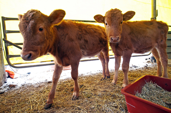 높은 폐사율 줄였다…송아지 설사병, 새 치료 가능성 열리나
