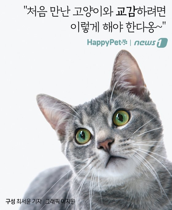 펫카드] 처음 만난 고양이와 눈 인사 이렇게 하세요 - 뉴스1