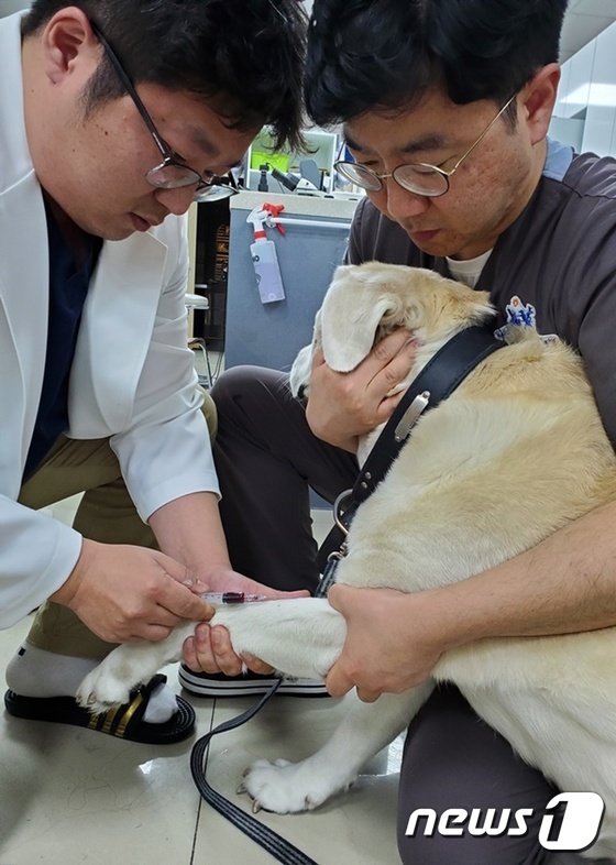혈액 검사 중인 강아지. 사진 헬릭스동물메디컬센터 제공 © 뉴스1