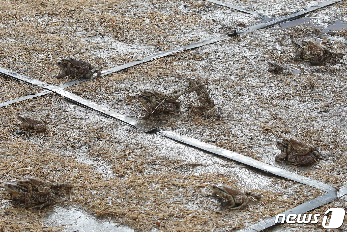 (대구=뉴스1) 공정식 기자 = 비가 내린 16일 오전 대구 수성구 욱수골 서식지에서 겨울잠을 깬 두꺼비가 망월지로 이동하고 있다. 겨울잠에서 깨어나 산란을 앞두고 암컷을 차지하기 …