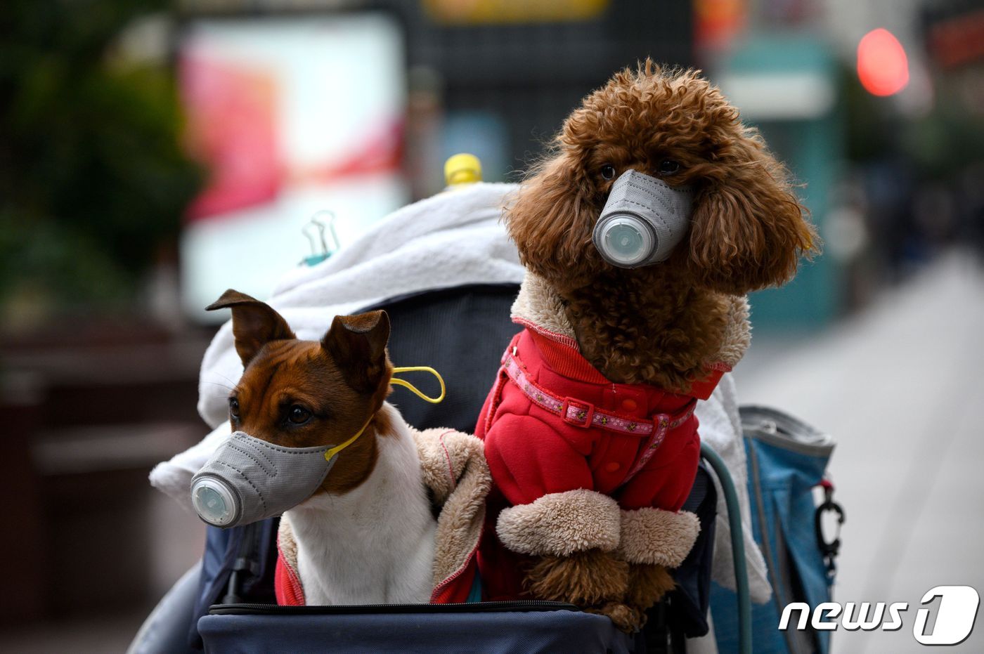 (상하이 AFP=뉴스1) 우동명 기자 = 18일 (현지시간) 상하이 거리에서 코로나 19의 감염을 막기위해 유모차를 탄 강아지가 마스크를 쓴 모습이 보인다.ⓒ AFP=뉴스1