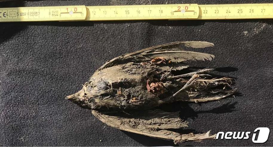 본문 이미지 - 갖 죽은 듯 원형 그대로 보존된 아이스버드. (커뮤니케이션스 바이올로지 저널)ⓒ 뉴스1