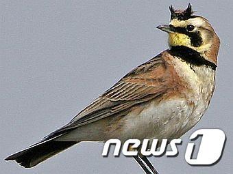 본문 이미지 - 해변종다리. (자료사진) ⓒ 뉴스1