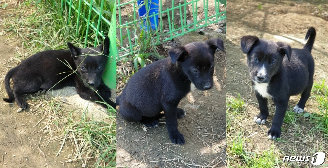 본문 이미지 - 지금은 입양 간 재미의 새끼 강아지들 모습. 사진 용인시 동물보호센터 제공 ⓒ 뉴스1