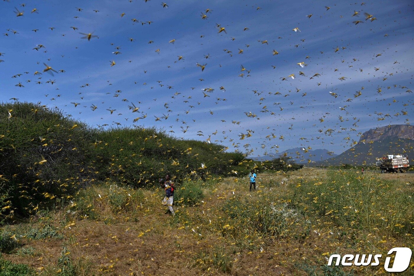 본문 이미지 - 지난달 아프리카 케냐를 덮친 사막 메뚜기 떼 ⓒ AFP=뉴스1