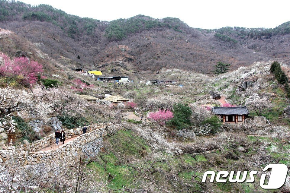 본문 이미지 - 광양 매화. 독자제공 