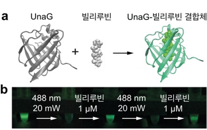 기초과학연구원 연구진이 민물장어의 형광단백질로 세포 내 구조를 8개 더 오래 관찰하는 기술을 개발한다. UnaG 형광단백질의 구조와 스위칭 반응(IBS 제공)© 뉴스1