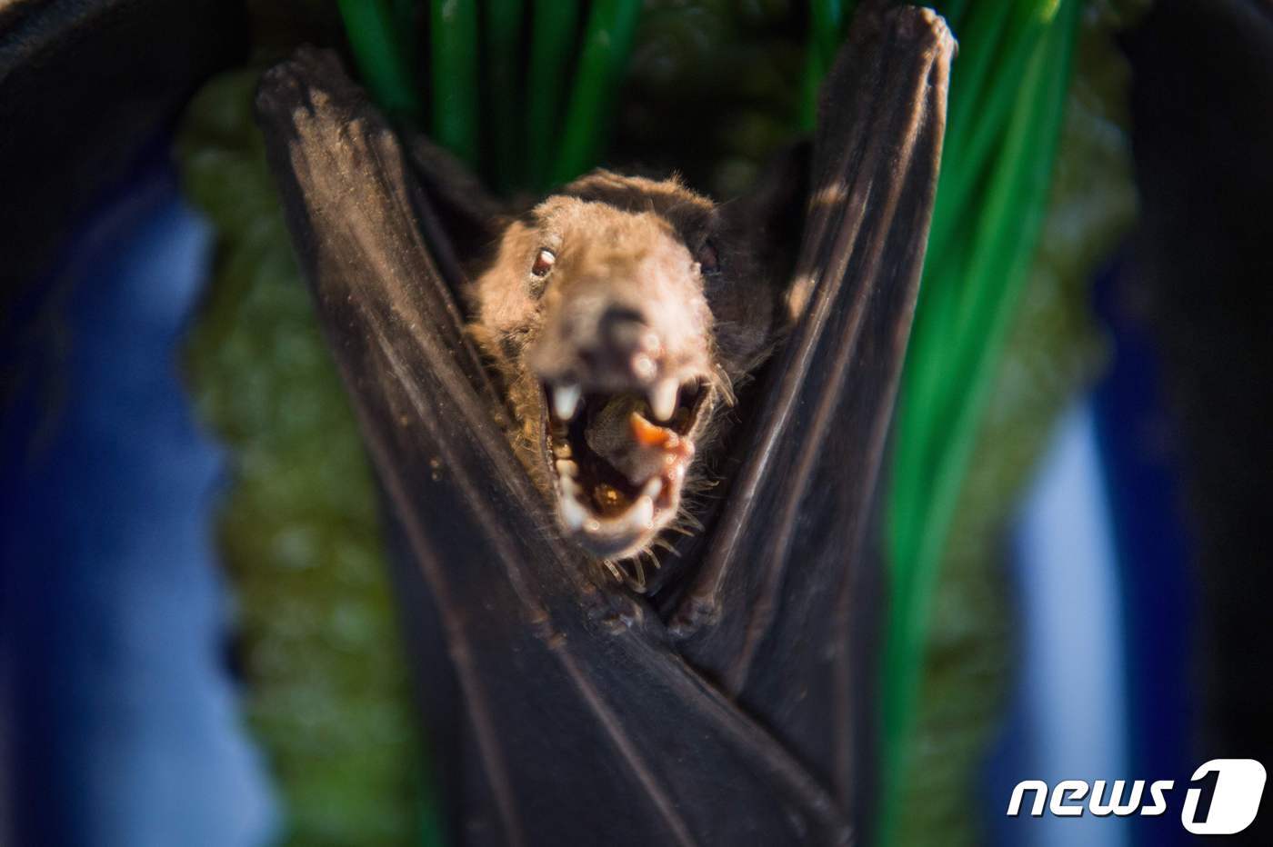 본문 이미지 - 초록잎 채소 위에 올려진 박쥐 요리ⓒ AFP=뉴스1