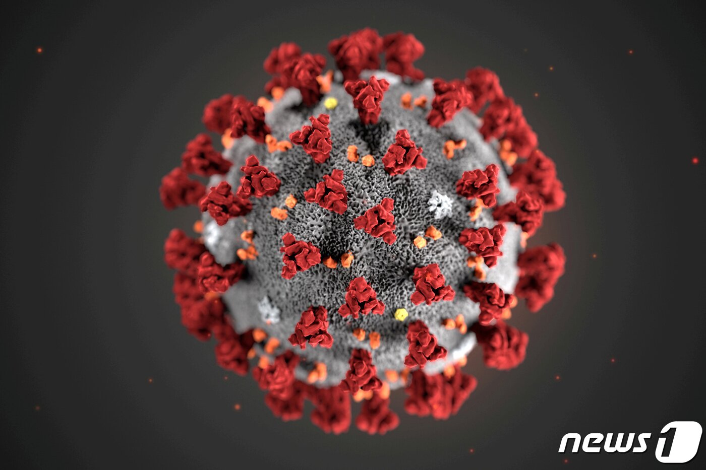 본문 이미지 - 미국 CDC가 공개한 코로나19 모형도 ⓒ 로이터=뉴스1 ⓒ News1 이종덕 기자