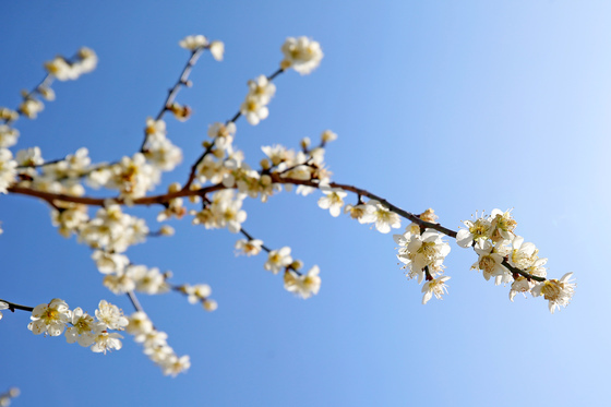 [오늘의 날씨] 전북(17일, 화)…낮 최고 17도, 일교차 큰 초봄 날씨