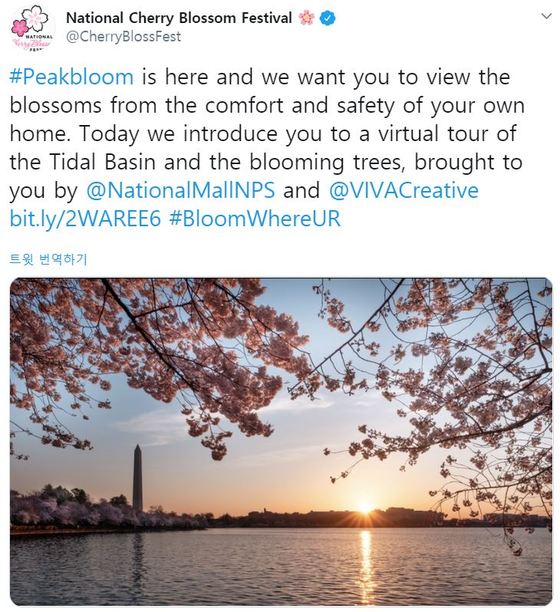 미국 워싱턴DC를 대표하는 벚꽃 축제가 코로나19 사태로 취소됐다. 주최 측은 트위터를 통해 현장사진을 게시하며 자택에서 관람할 것을 권고했다. © 뉴스1 이원준 기자.