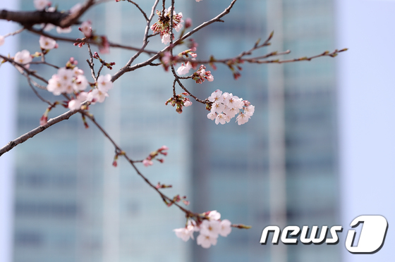 포근한 날씨를 보인 27일 오후 서울 여의도 윤중로에 핀 벚꽃들이 봄을 알리고 있다. 2020.3.27/뉴스1 © News1 김진환 기자