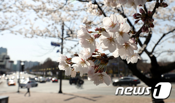 서울 벚꽃, 오늘 개화…1922년 관측 이래 가장 빨리 폈다
