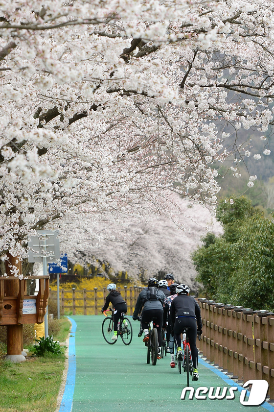봄 정취 만끽하는 자전거족