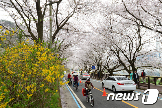벚꽃 터널 달리는 자전거 여행객들