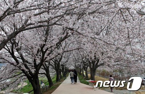 코로나19에도 벚꽃 구경 나온 시민들
