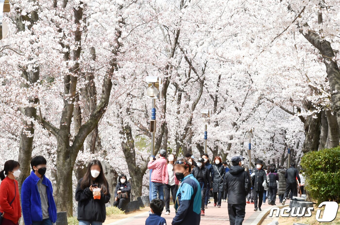 본문 이미지 - 29일 오후 벚꽃 명소로 알려진 경북 경주시 보문단지 호수 둘레길 곳곳에서 만개한 벚꽃을 구경하려는 시민들과 관광객들로 북새통을 이루고 있다. 2020.3.29/뉴스1 ⓒ News1 최창호 기자