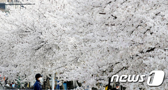31일 오후 대전 동구 대동천 일원에서 시민들이 벚꽃 아래로 산책을 하고 있다. 2020.3.31/뉴스1 © News1 김기태 기자