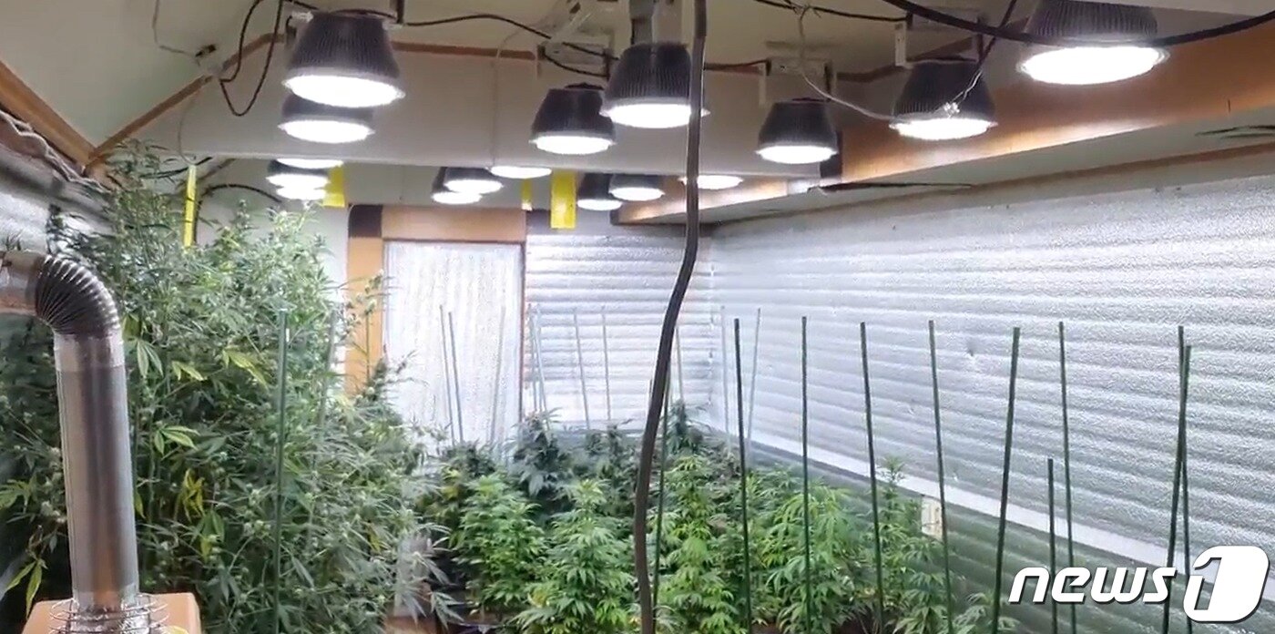 본문 이미지 - 기소된 마약 판매상들이 직접 재배한 대마.  기사와 관련 없는 사진입니다.(자료사진=서울중앙지검 제공) ⓒ 뉴스1