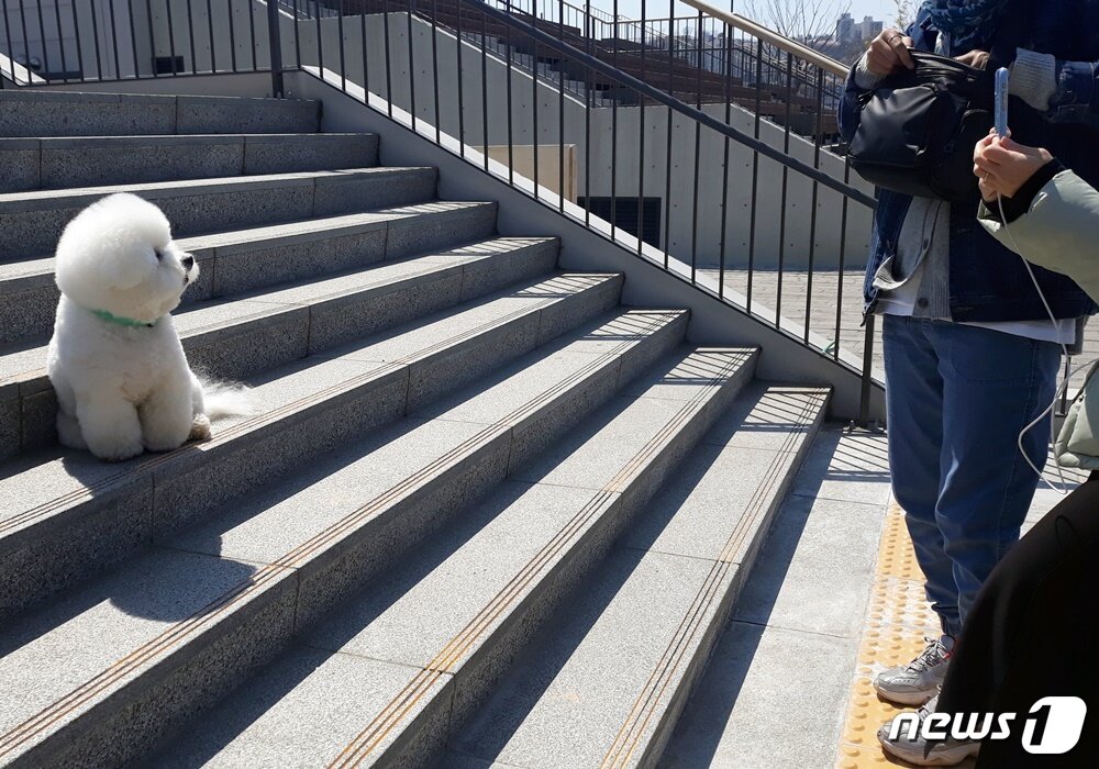 본문 이미지 - 비숑 프리제 강아지 '뿌숑'이를 본 사람들이 사진 촬영을 하고 있다. ⓒ 뉴스1 최서윤 기자