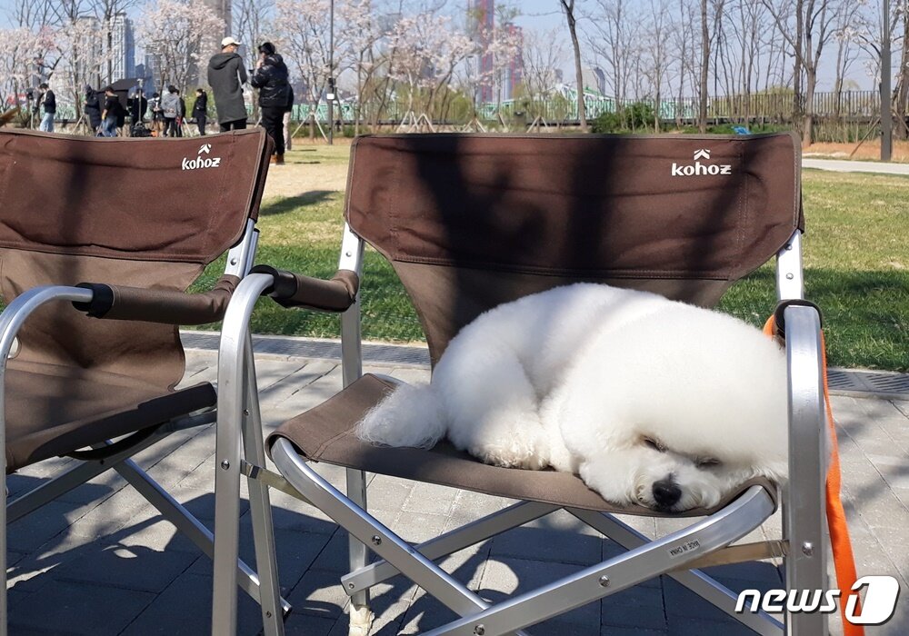 본문 이미지 - 광고 촬영장에서 대기하고 있는 비숑 프리제 강아지 '뿌숑' ⓒ 뉴스1 최서윤 기자