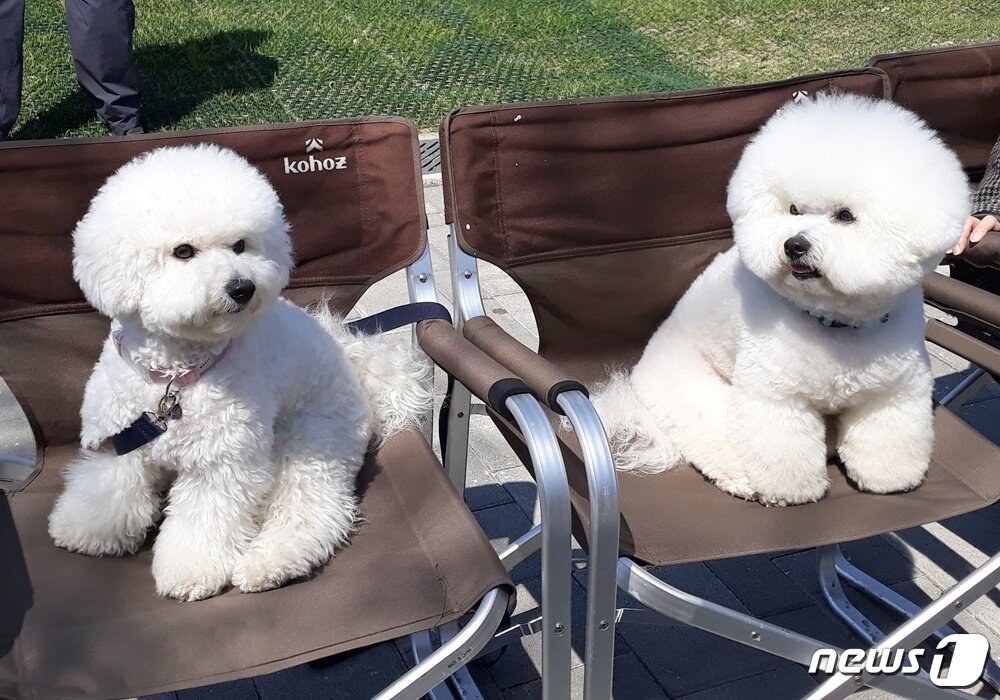 본문 이미지 - 광고 촬영하는 비숑 프리제 강아지. 왼쪽 여름이, 오른쪽 뿌숑. ⓒ 뉴스1 최서윤 기자